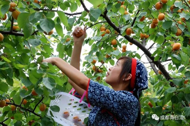 天府玫瑰谷！，天府玫瑰谷图片（距离成都主城区仅20公里）