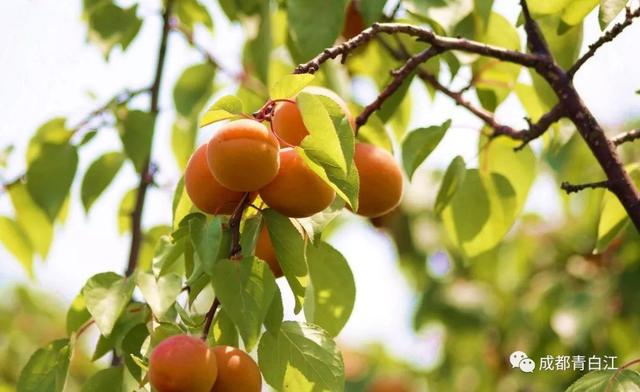 天府玫瑰谷！，天府玫瑰谷图片（距离成都主城区仅20公里）