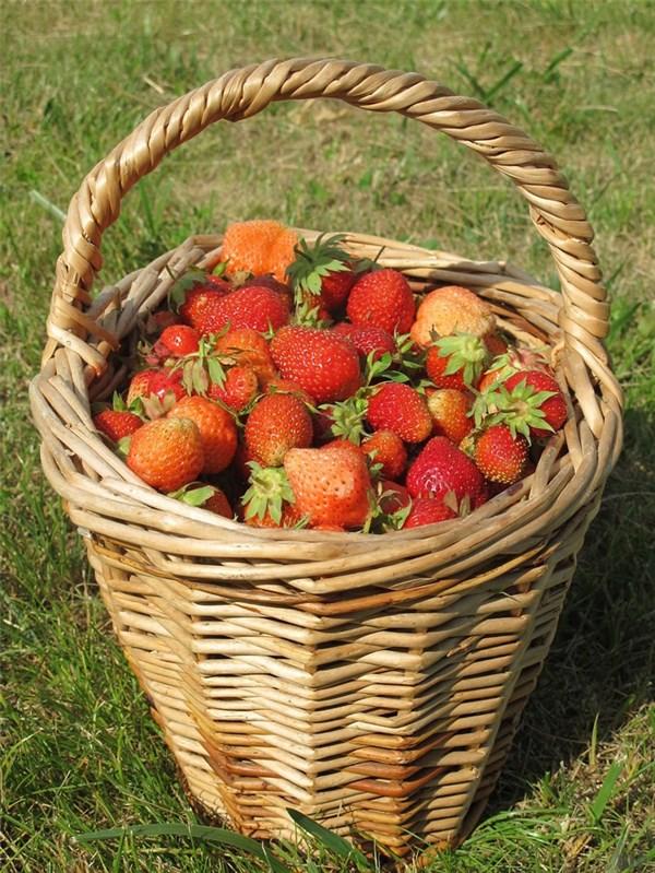 草莓的功效和作用，草莓有什么功效与作用（老人爱吃的此种食物）