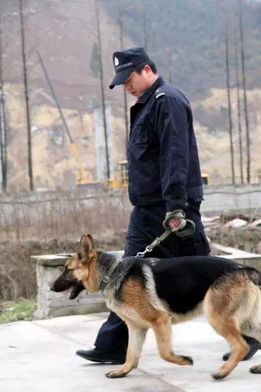 猎豹犬，保康警犬“猎豹”和它的训导员不得不说的故事（猎豹犬图片）