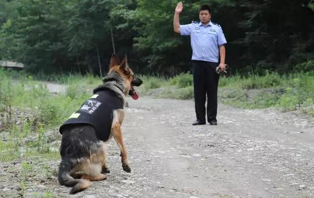 猎豹犬，保康警犬“猎豹”和它的训导员不得不说的故事（猎豹犬图片）