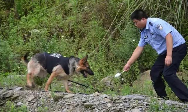 猎豹犬，保康警犬“猎豹”和它的训导员不得不说的故事（猎豹犬图片）