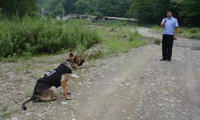 猎豹犬，保康警犬“猎豹”和它的训导员不得不说的故事（猎豹犬图片）