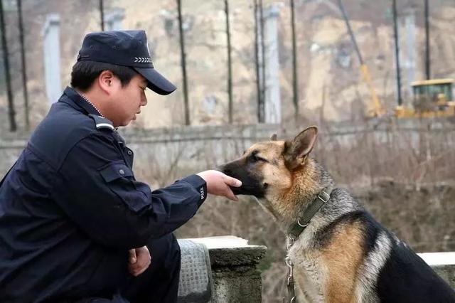猎豹犬，保康警犬“猎豹”和它的训导员不得不说的故事（猎豹犬图片）