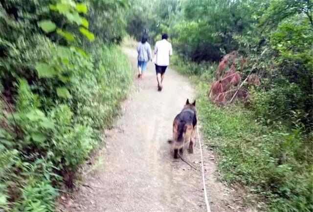 猎豹犬，保康警犬“猎豹”和它的训导员不得不说的故事（猎豹犬图片）