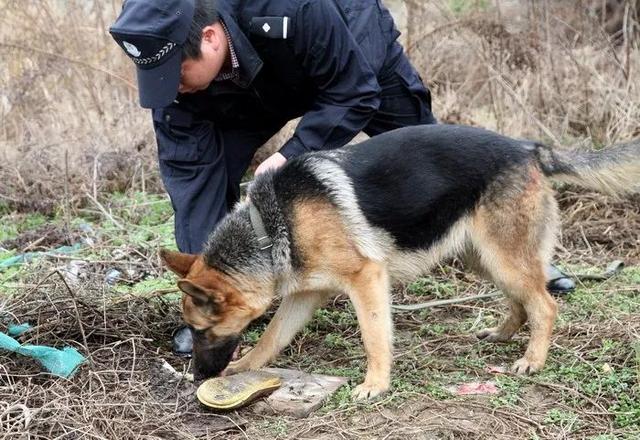 猎豹犬，保康警犬“猎豹”和它的训导员不得不说的故事（猎豹犬图片）