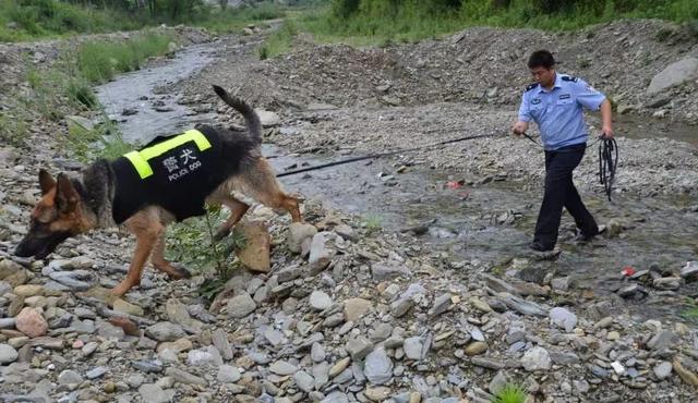 猎豹犬，保康警犬“猎豹”和它的训导员不得不说的故事（猎豹犬图片）