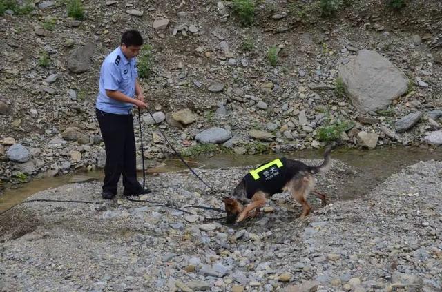 猎豹犬，保康警犬“猎豹”和它的训导员不得不说的故事（猎豹犬图片）