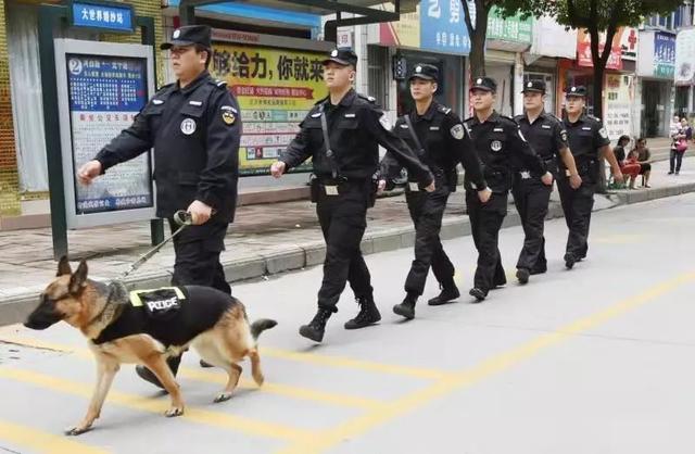 猎豹犬，保康警犬“猎豹”和它的训导员不得不说的故事（猎豹犬图片）