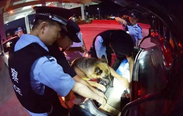 猎豹犬，保康警犬“猎豹”和它的训导员不得不说的故事（猎豹犬图片）