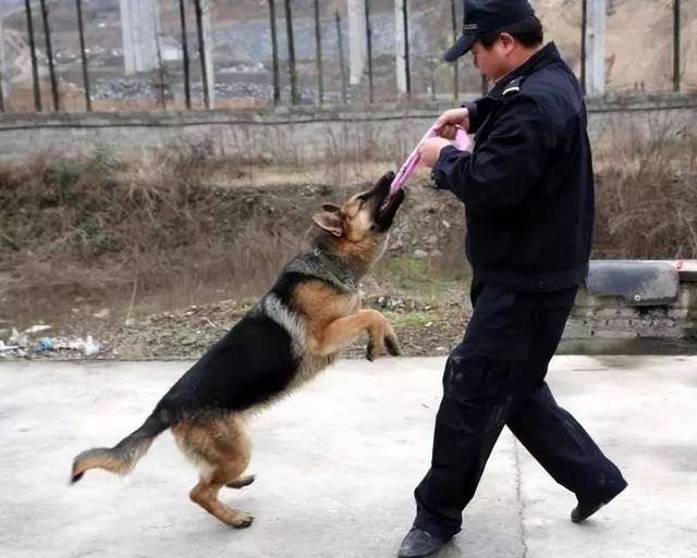 猎豹犬，保康警犬“猎豹”和它的训导员不得不说的故事（猎豹犬图片）