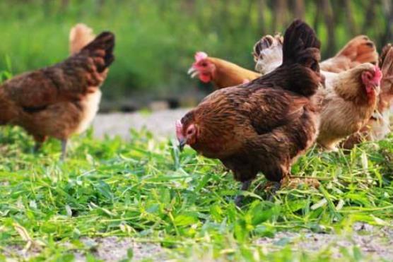 人参鸡汤的做法，人参煲鸡汤的功效（年产值可达250余万元）