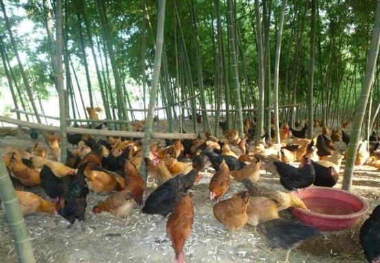 人参鸡汤的做法，人参煲鸡汤的功效（年产值可达250余万元）