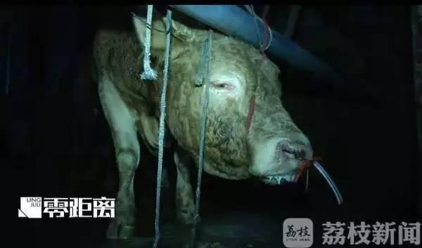 农委是什么部门，农委和住建局哪个好（牛被注水、狗被灌水）