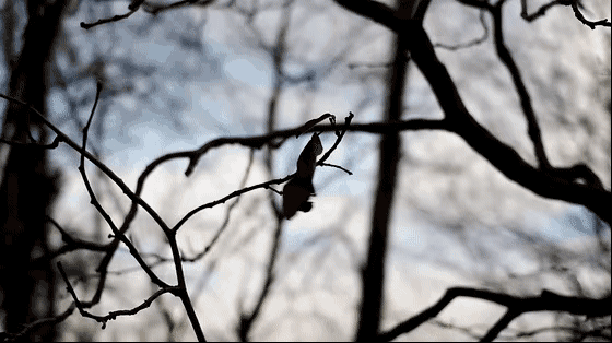 24节气小雪的优美诗句，关于24节气小雪的诗句（这10首经典诗词陪你静候初雪）