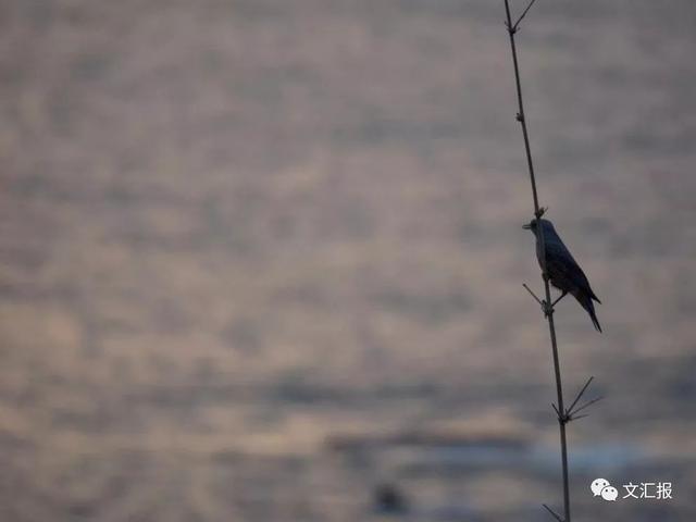 24节气小雪的优美诗句，关于24节气小雪的诗句（这10首经典诗词陪你静候初雪）