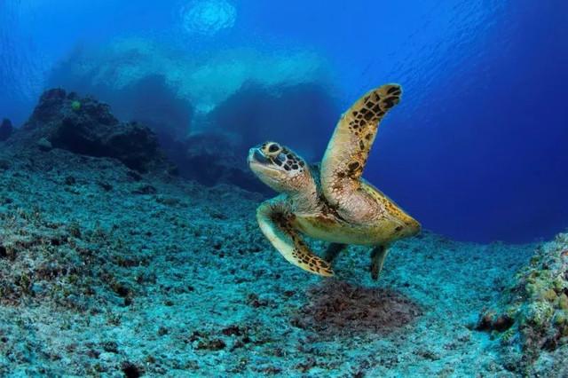 关于潜水介绍，关于潜水介绍的文案（潜水—了解一下）