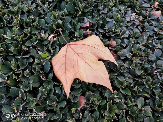 vivox23怎么恢复出厂设置，vivos16（X23幻彩版评测）