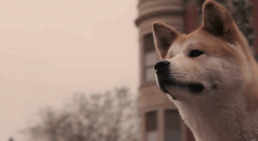 梦见自己被狗追，梦见自己被狗追咬预示什么（只为……咬主人一口）