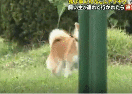 梦见自己被狗追，梦见自己被狗追咬预示什么（只为……咬主人一口）