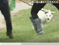 梦见自己被狗追，梦见自己被狗追咬预示什么（只为……咬主人一口）