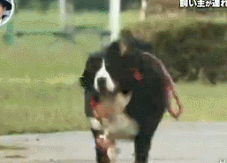 梦见自己被狗追，梦见自己被狗追咬预示什么（只为……咬主人一口）