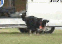 梦见自己被狗追，梦见自己被狗追咬预示什么（只为……咬主人一口）