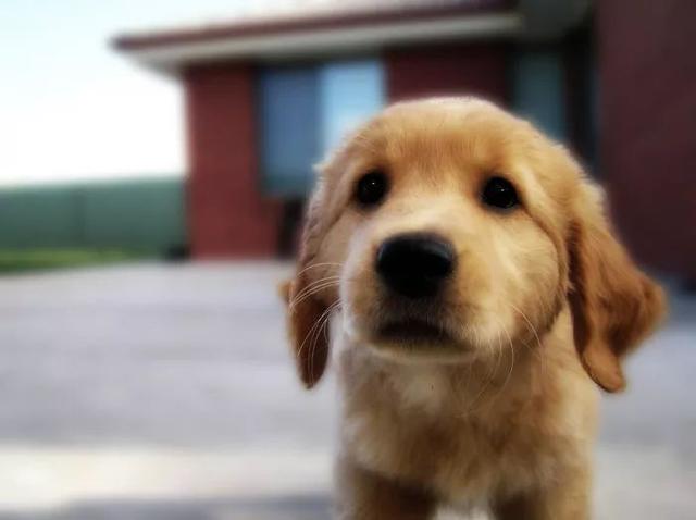 梦见自己被狗追，梦见自己被狗追咬预示什么（只为……咬主人一口）