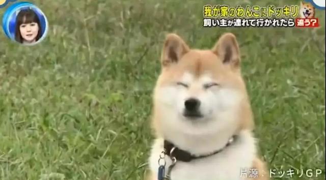 梦见自己被狗追，梦见自己被狗追咬预示什么（只为……咬主人一口）