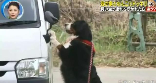 梦见自己被狗追，梦见自己被狗追咬预示什么（只为……咬主人一口）