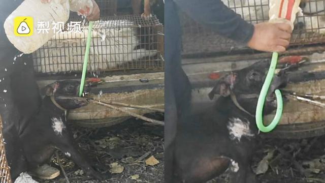 农委是什么部门，农委和住建局哪个好（牛被注水、狗被灌水）