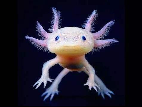 墨西哥蝾螈，萌萌哒墨西哥钝口螈两年后灭绝（墨西哥蝾螈是保护动物吗）