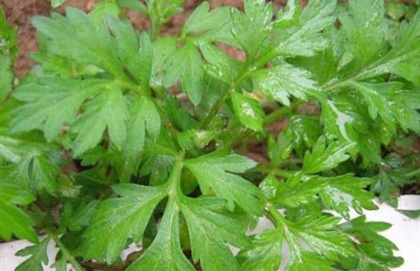 艾草香的功效与作用，春天艾草飘香