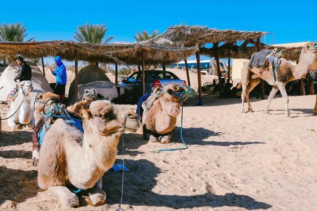 沙漠游记中的白骆驼，去三毛笔下的撒哈拉沙漠