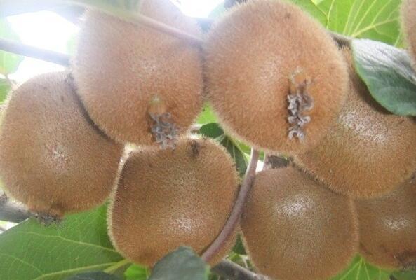 猕猴桃树怎么种植，猕猴桃的种植方法（猕猴桃的种植方法和时间）