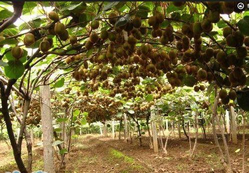 猕猴桃树怎么种植，猕猴桃的种植方法（猕猴桃的种植方法和时间）