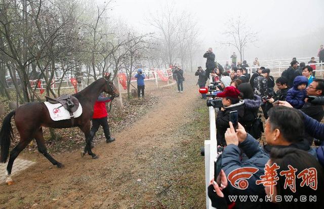 一匹汗血宝马多少钱，汗血宝马多少钱一匹2022（价值千万目前国内只有约500匹）