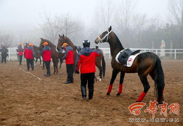 一匹汗血宝马多少钱，汗血宝马多少钱一匹2022（价值千万目前国内只有约500匹）