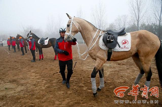 一匹汗血宝马多少钱，汗血宝马多少钱一匹2022（价值千万目前国内只有约500匹）