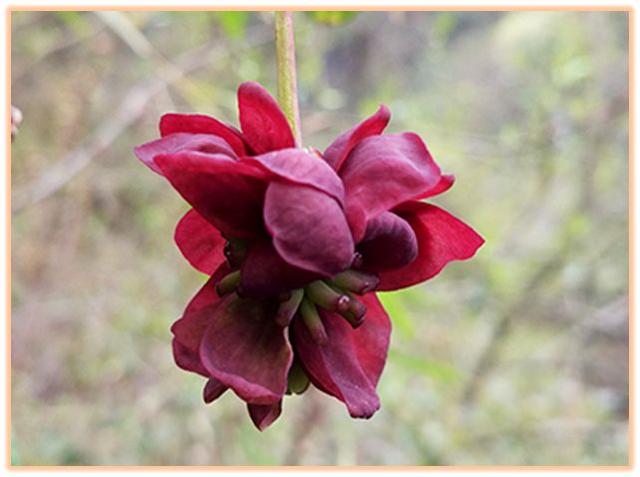 川木通的功效与作用,川木通的功效与作用图片(中药知识必学:川木通)