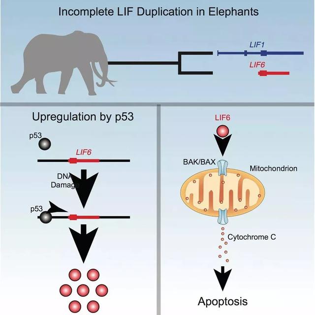 大象寿命有多长，大象寿命有多长（大象活到70岁不患癌）