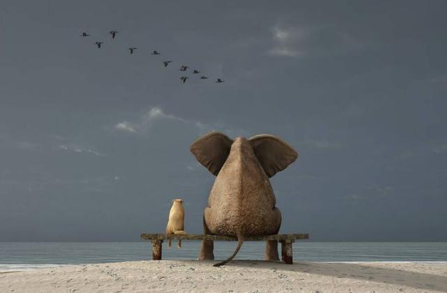 大象寿命有多长，大象寿命有多长（大象活到70岁不患癌）