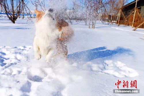 狗年是哪一年，狗年分别是哪几年（狗狗的狗年：养犬之争无解）