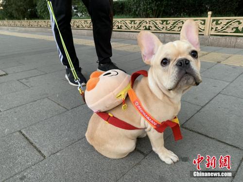 狗年是哪一年，狗年分别是哪几年（狗狗的狗年：养犬之争无解）