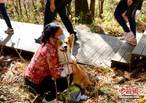 狗年是哪一年，狗年分别是哪几年（狗狗的狗年：养犬之争无解）