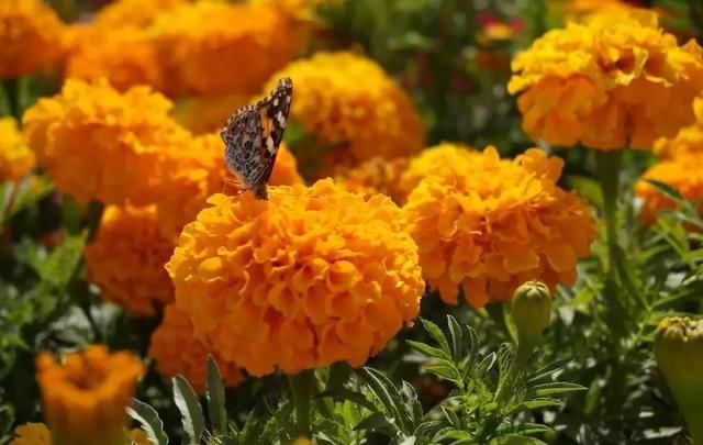 护眼贴怎么用，眼贴膜哪个牌子好用效果好（眼科医师参照千年古方）