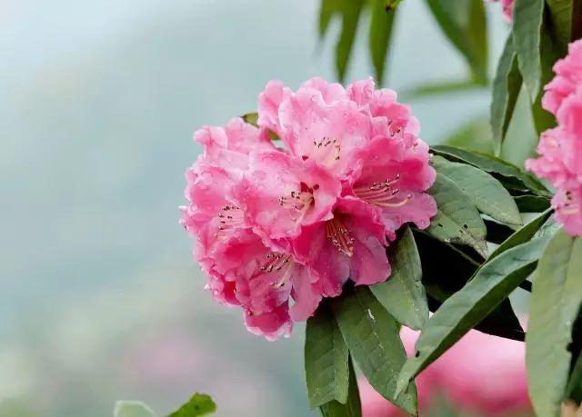 杜鹃花的花语是什么意思呢，杜鹃花要开了......