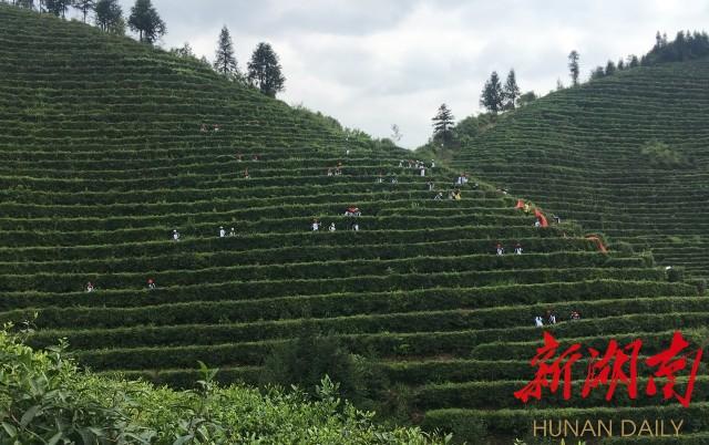 狗牯脑茶属于什么茶，江西狗牯脑茶属于什么茶（逛农博会丨遂川狗牯脑茶）