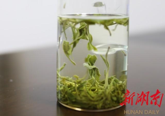 狗牯脑茶属于什么茶，江西狗牯脑茶属于什么茶（逛农博会丨遂川狗牯脑茶）