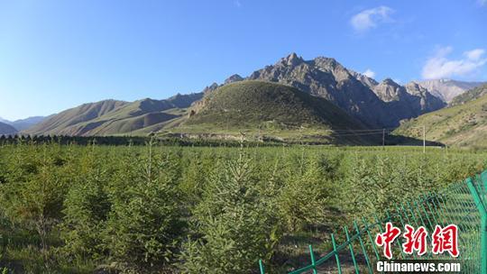 甘肃张掖市的青山绿水，甘肃张掖生态建设成效显著